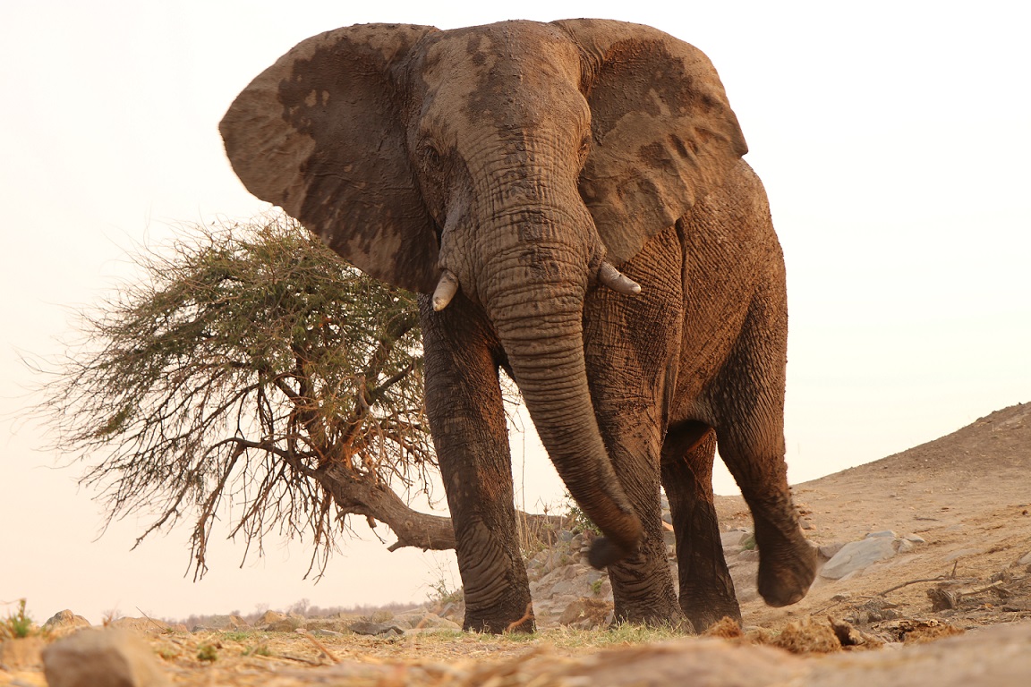 Protecting Vulnerable Elephants and the Biodiversity Around Victoria Falls During the Coronavirus Pandemic 2 Muddy African Elephant in Zimbabwe
