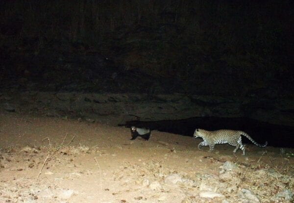 A Honey badger and a Leopard are pictured together