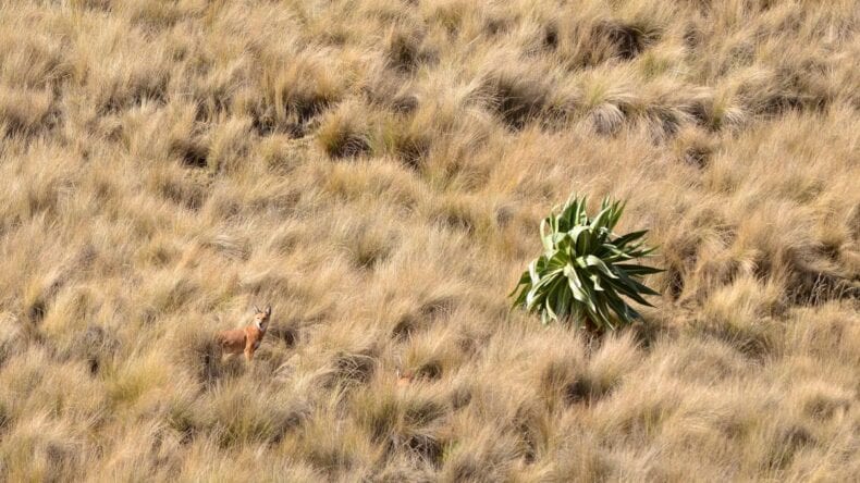 Two Ethiopian wolves in Guassa grassland Simien Mountains National Park