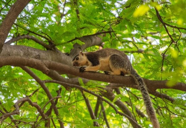 Grizzled giant squirrel sits in a tree