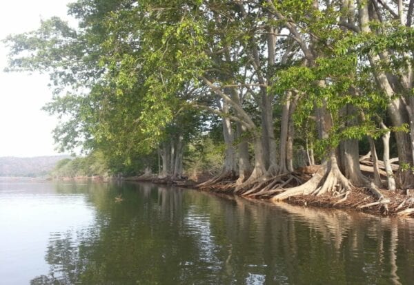 The riverine habitat along the Kaveri River