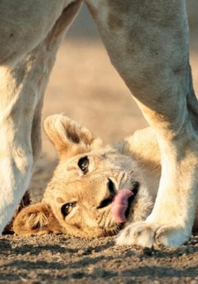 Lion cub playing on the ground