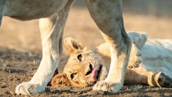 Lion cub playing on the ground