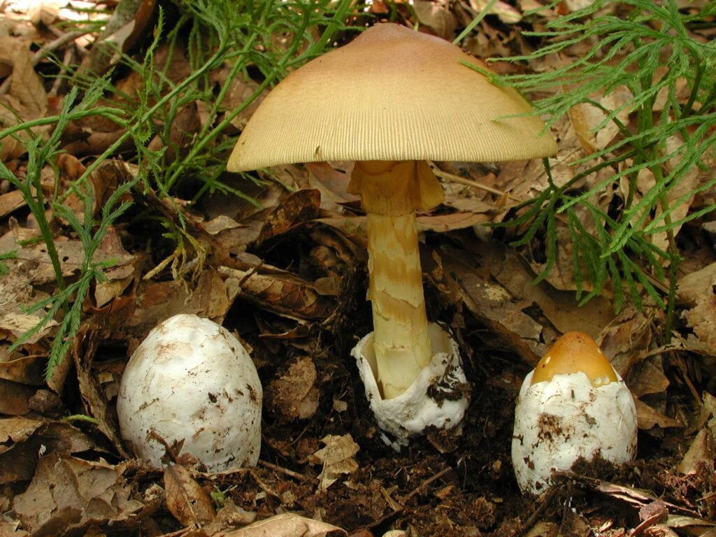 Why partner with IUCN SOS? 6 Fungi_Amanita garabitoana