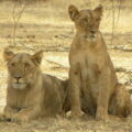 Protecting Large Carnivores and their Habitats at Park W