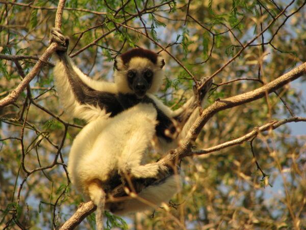 SOS Lemur Madagascar