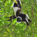 Varecia variegata hanging from trees