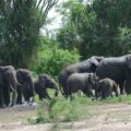 A group of Elephants in Muchision Falls National Park