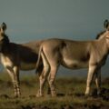 Two male African Wild Ass