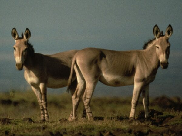 Two male African Wild Ass