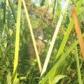 Alaotra gentle lemur (Hapalemur alaotrensis) is Critically Endangered and endemic to Lac Alaotra