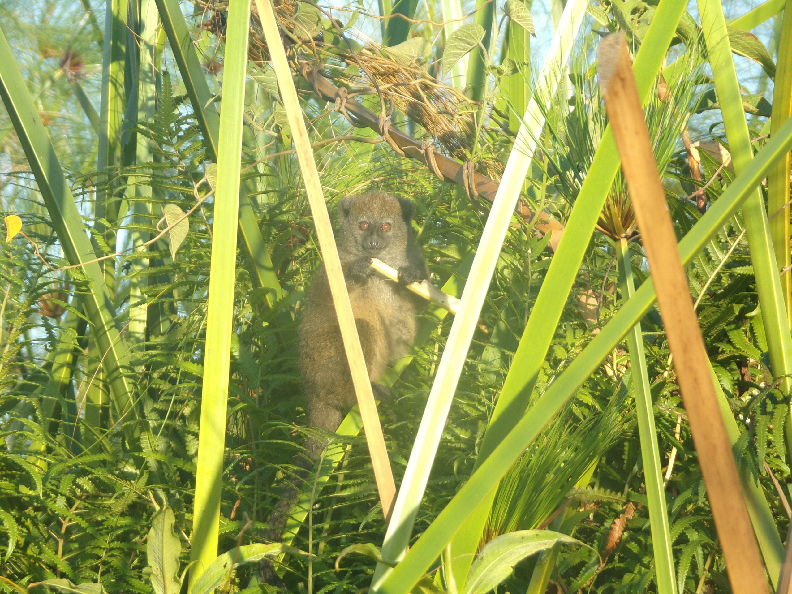 Alaotra gentle lemur (Hapalemur alaotrensis) is Critically Endangered and endemic to Lac Alaotra