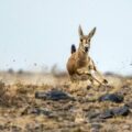 Goitered Gazelle running