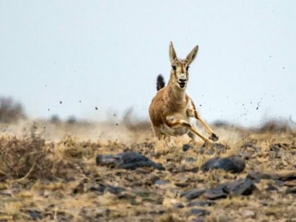 Goitered Gazelle running