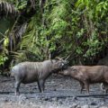 Babirusas at salt lick in Nantu forest clearing