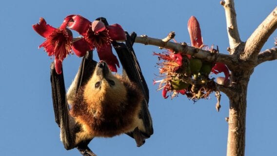 Mauritian Flying Fox