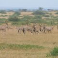 Herd of Beisa Oryx