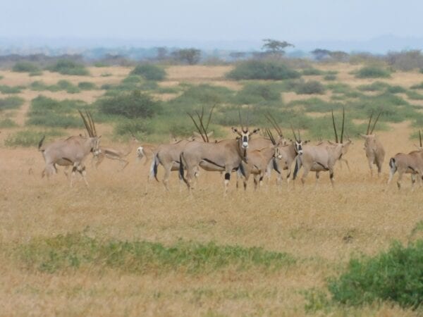 Herd of Beisa Oryx