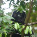 Blue-eyed Black Lemur (CR) in Sahamalaza Iles Radama National Park