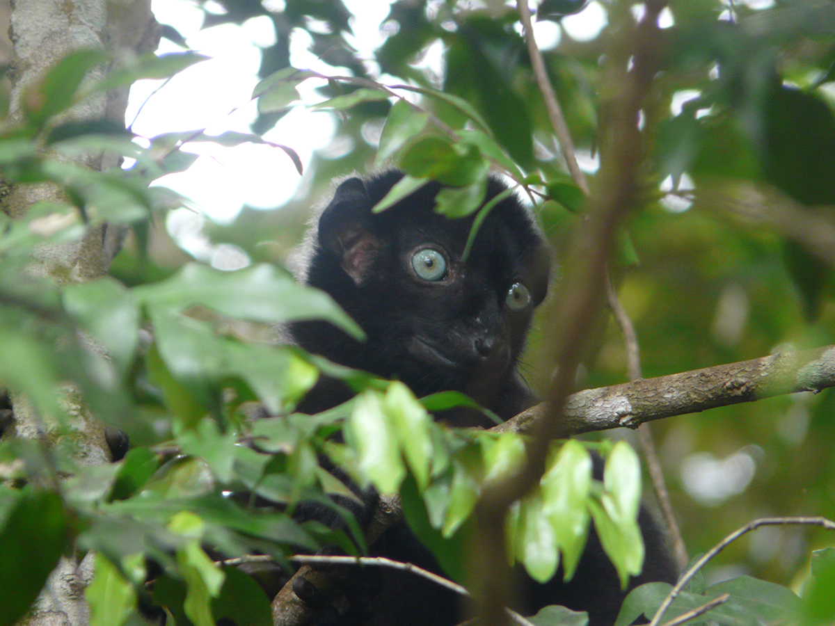 Blue-eyed Black Lemur (CR) in Sahamalaza Iles Radama National Park