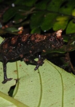 Brookesia supercilliaris