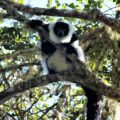 Black And White Ruffed Lemur in tree