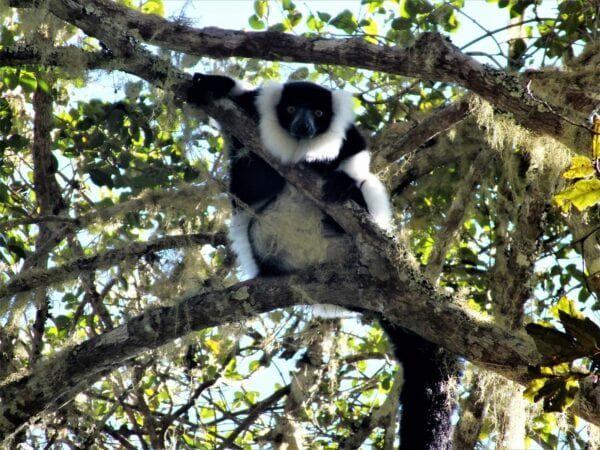 Black And White Ruffed Lemur in tree