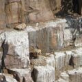 Cape Vulture sitting by egg