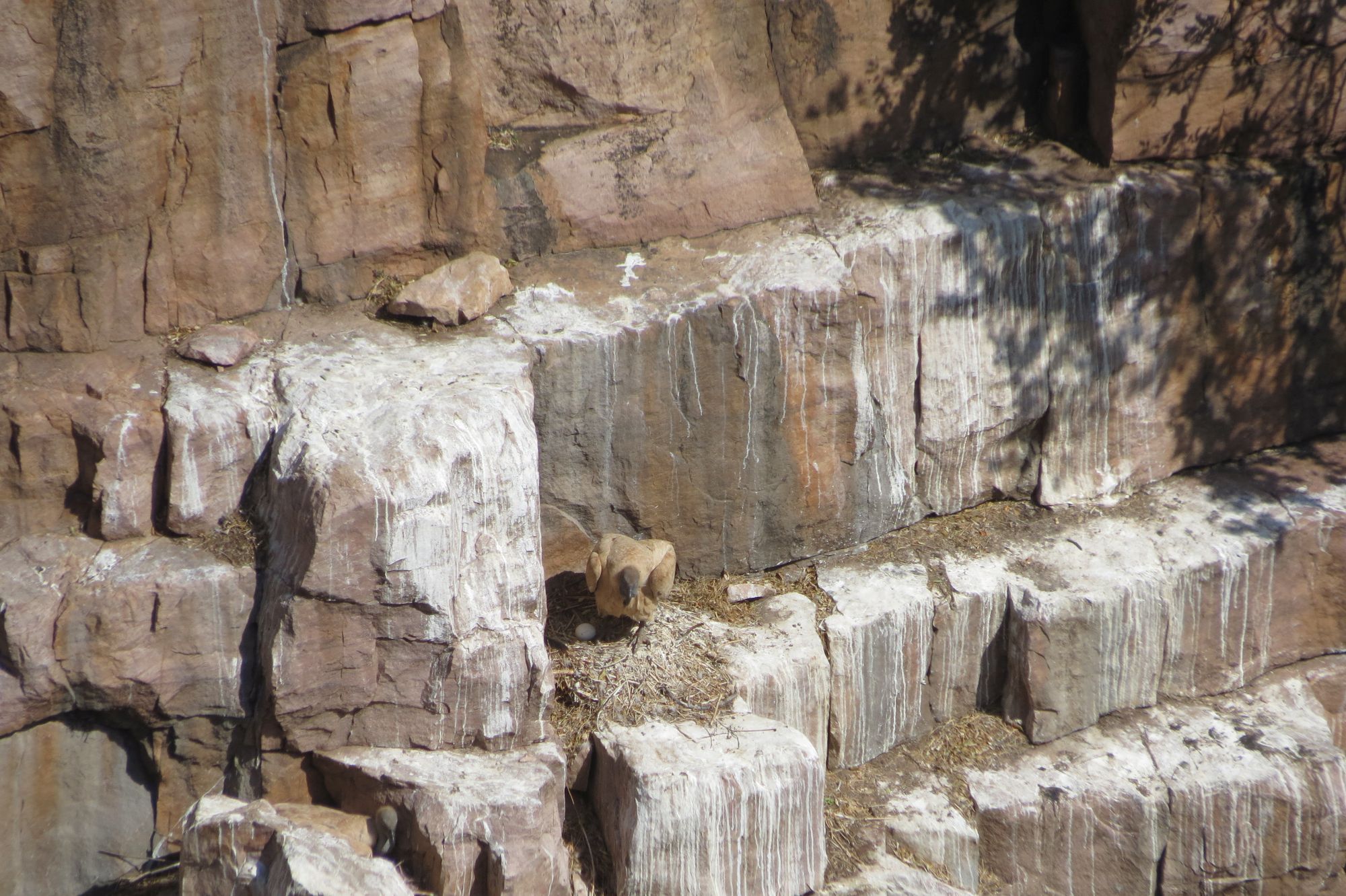 Cape Vulture sitting by egg