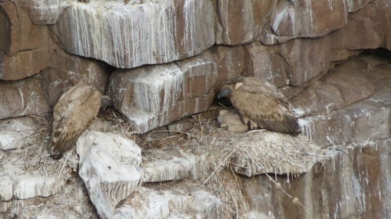 IUCN Save Our Species Announces First Rapid Action Grant under SOS African Wildlife initiative 1 Two Cape vultures
