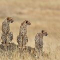 Three Cheetahs in Botswana