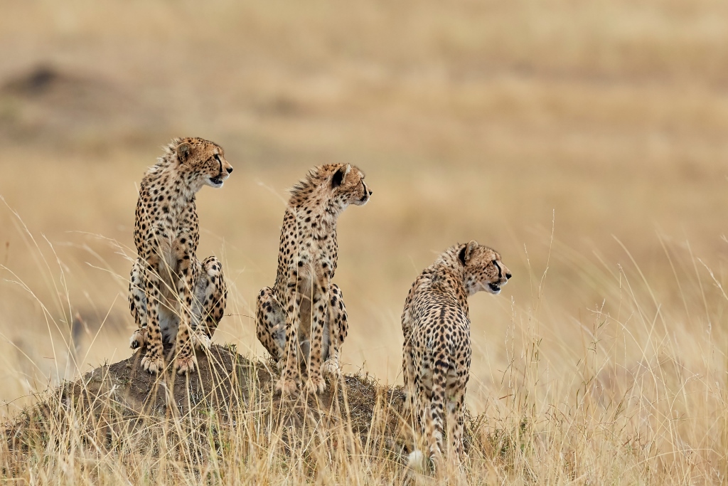 Three Cheetahs in Botswana