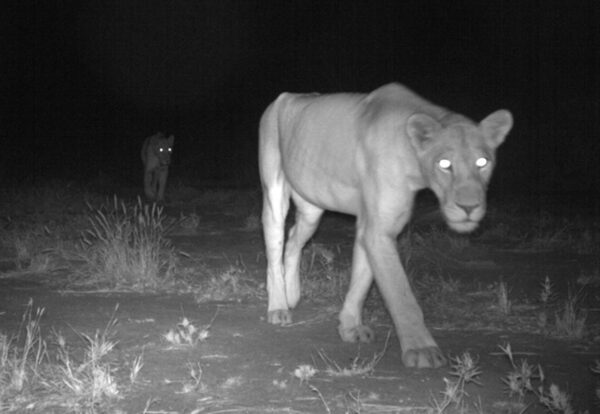 Lion sighting via Camera Trap