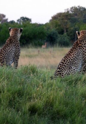 Predators such as cheetahs are at risk of retaliation killing by livestock farmers, whose animals they prey upon when human settlements and wildlife habitats overlap