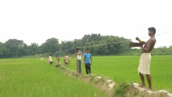 Chili fencing helps deter elephants from crops