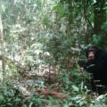 Chimpanzee caught by a camera trap