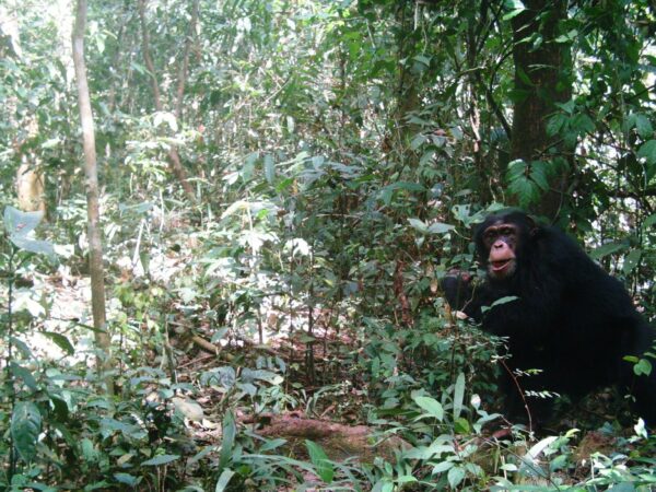 Chimpanzee caught by a camera trap