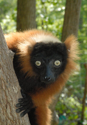 Red-ruffed lemur (Varecia rubra)