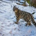 Snow Leopard in the mountains