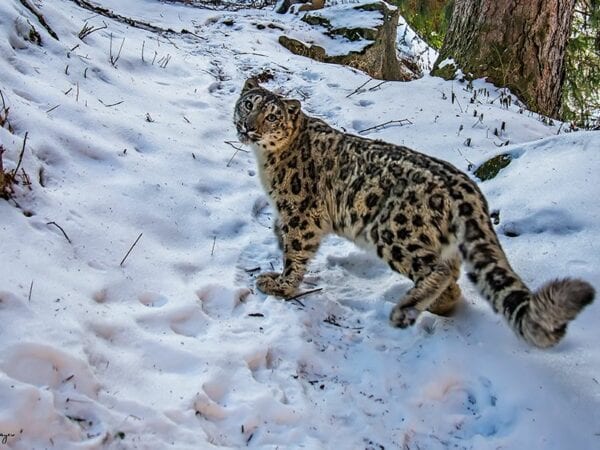 Snow Leopard in the mountains