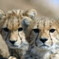 Cheetah cubs KAZA