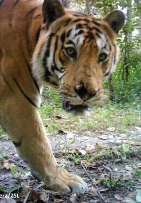 Tiger camera trap photo from Parsa National Park