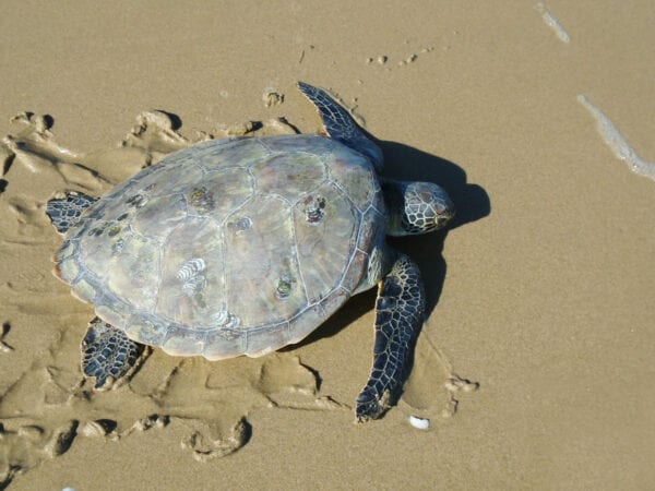 Establishing a Local Marine Managed Area to protect Green Turtles 2 Turtle