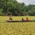 Giant salvinia on Lake Ossa