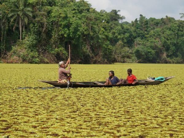 Giant salvinia on Lake Ossa