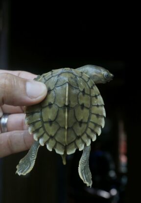 Burmese Roofed Turtle hatchling