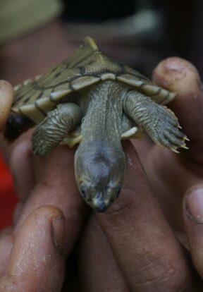 Burmese Roofed Turtle hatchling