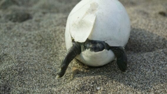 Burmese Roofed Turtle hatchling