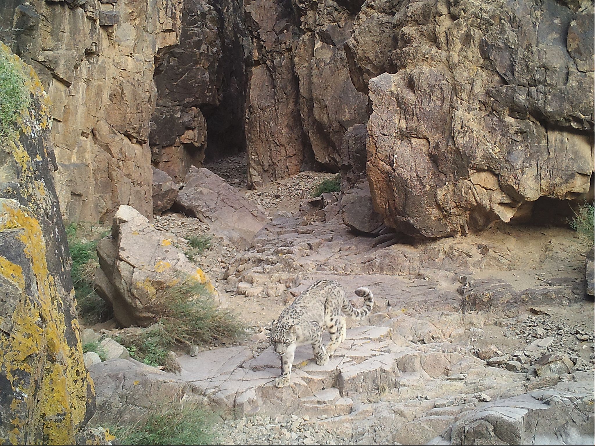 Sustaining Indigenous Communities in Snow Leopard Conservation - IUCN SOS