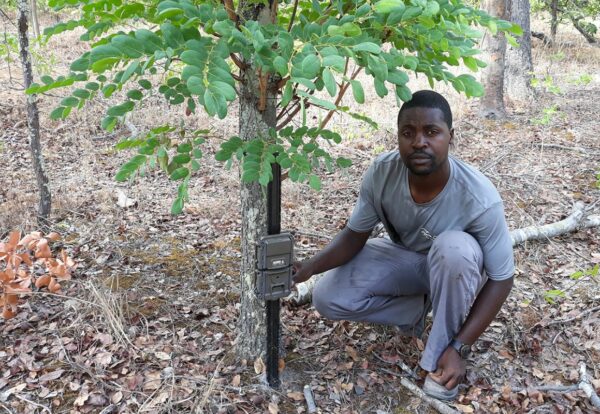 Evans Nsende setting up camera traps in the field in Zambia